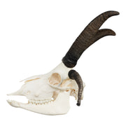 Real Four-horned Jacob Sheep Skull