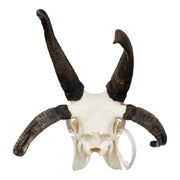 Real Four-horned Jacob Sheep Skull