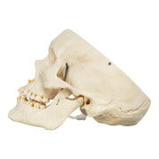 Real Human Skull - Partial
