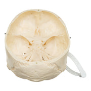 Real Human Skull - Partial