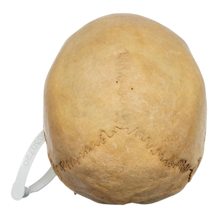 Real Human Skull