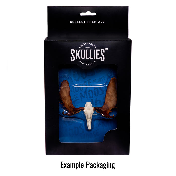 SKULLIES - Miniature Blue Wildebeest Skull