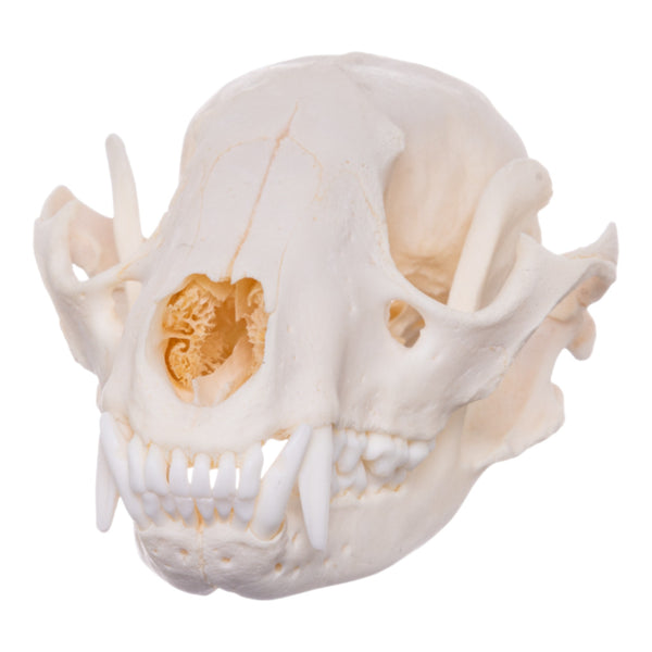 Real Raccoon Skull - Fused Neck