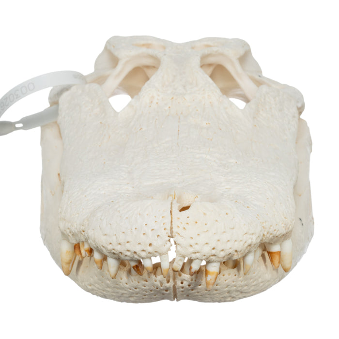 Real American Alligator Skull (15")