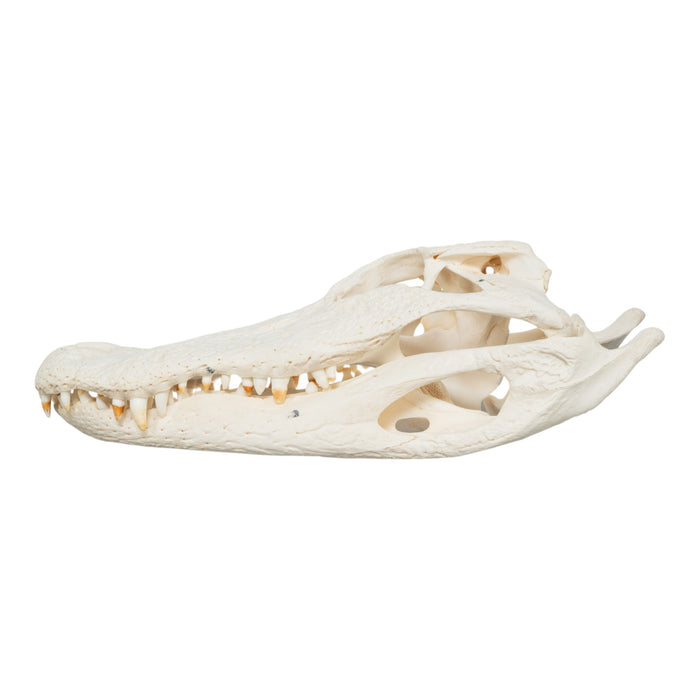 Real American Alligator Skull (15")