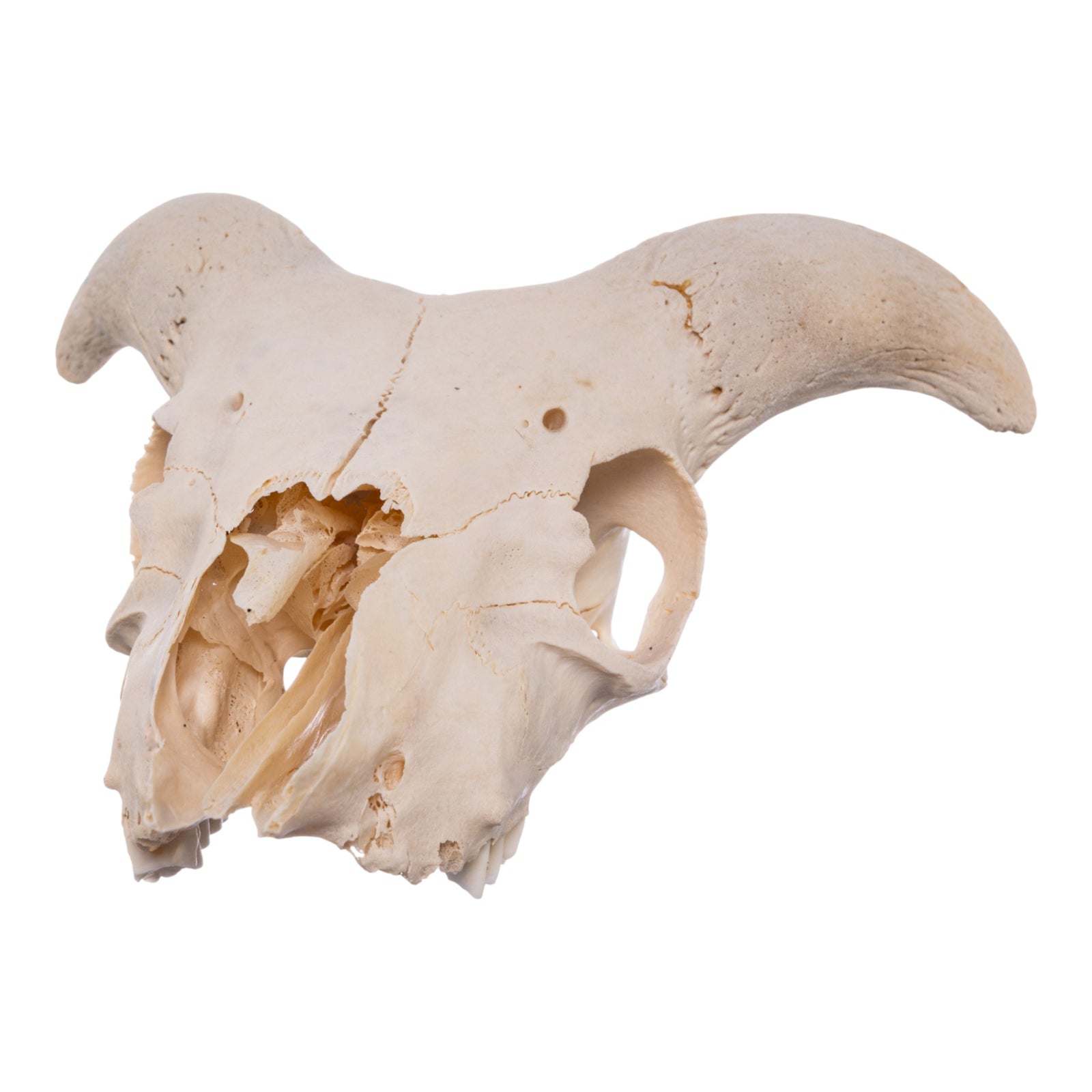 Real Domestic Goat Skull