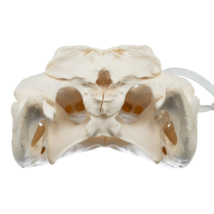 Real American Alligator Skull (15")