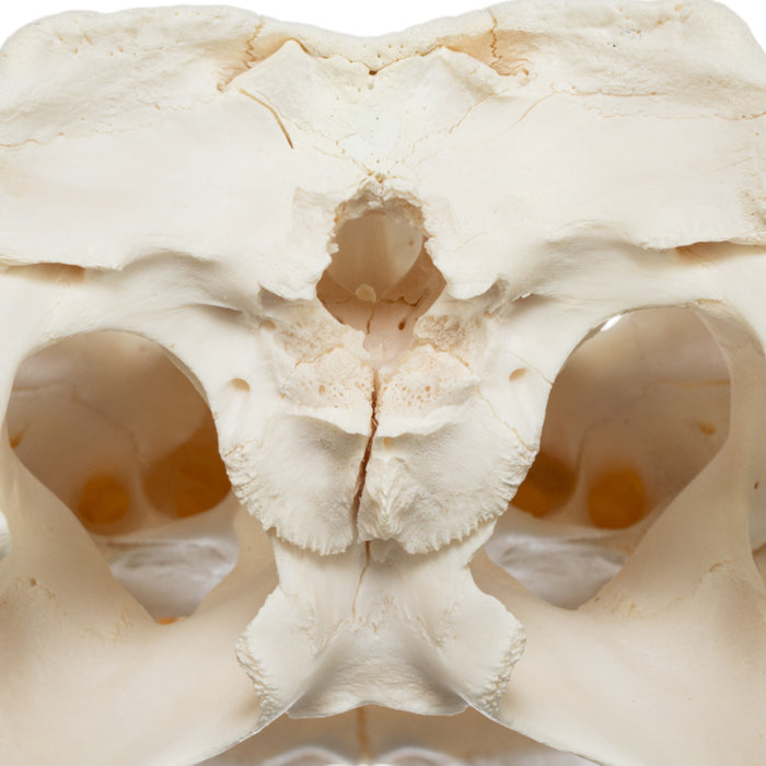 Real American Alligator Skull (15")