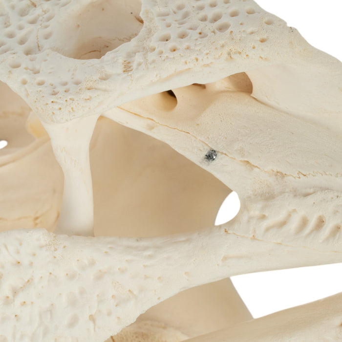 Real American Alligator Skull (15")
