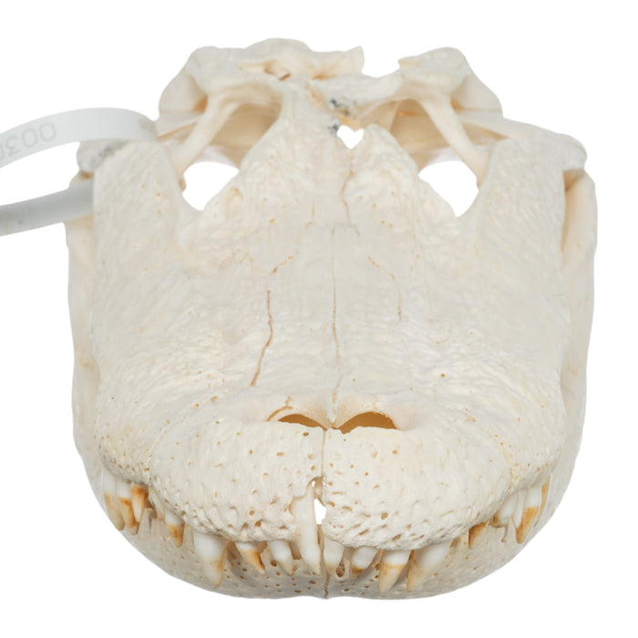 Real American Alligator Skull (13.4")