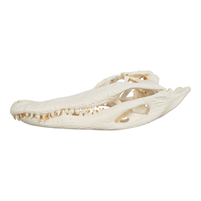 Real American Alligator Skull (13.4")