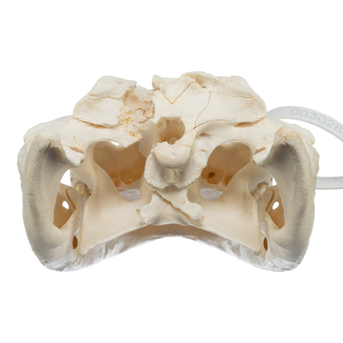 Real American Alligator Skull (13.4")