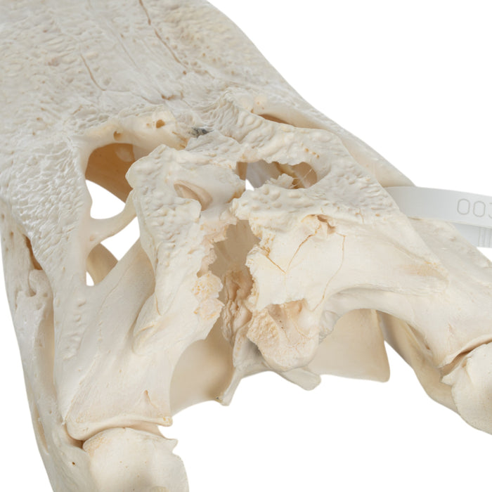 Real American Alligator Skull (13.4")