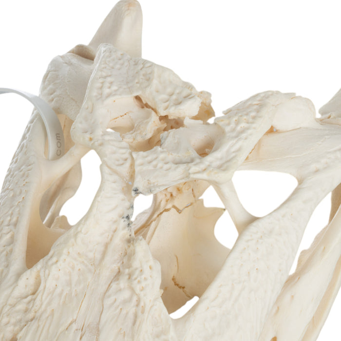 Real American Alligator Skull (13.4")