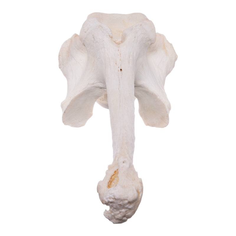 Real Southern Giraffe Vertebrae