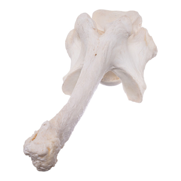 Real Southern Giraffe Vertebrae