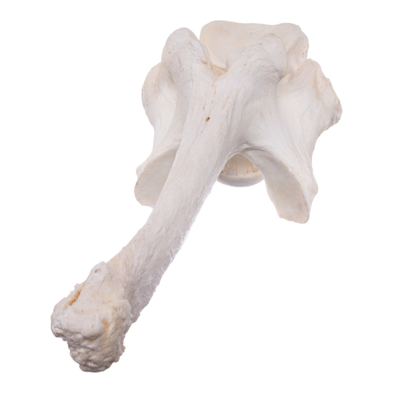 Real Southern Giraffe Vertebrae