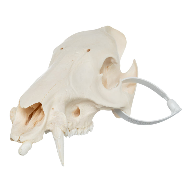 Real Peccary Skull - No Mandible