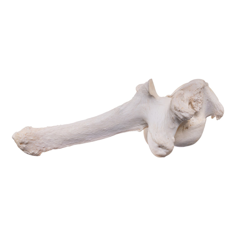 Real Southern Giraffe Vertebrae