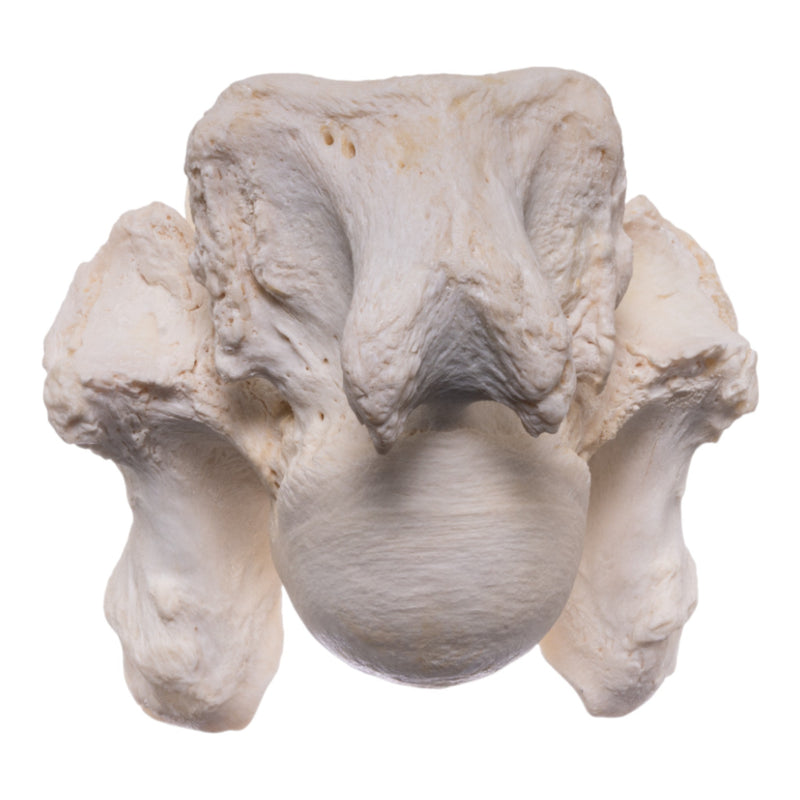 Real Southern Giraffe Vertebrae