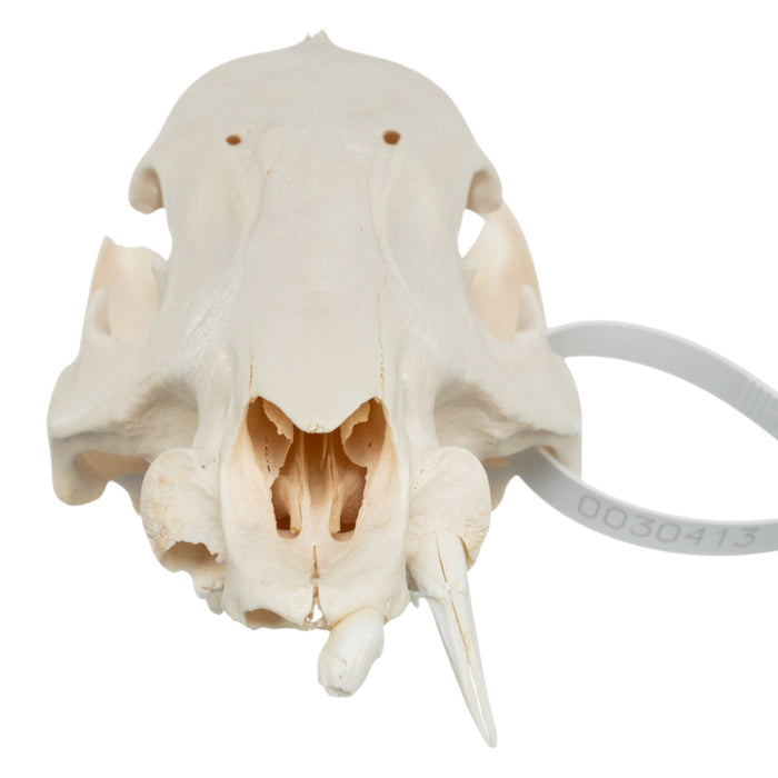 Real Peccary Skull - No Mandible