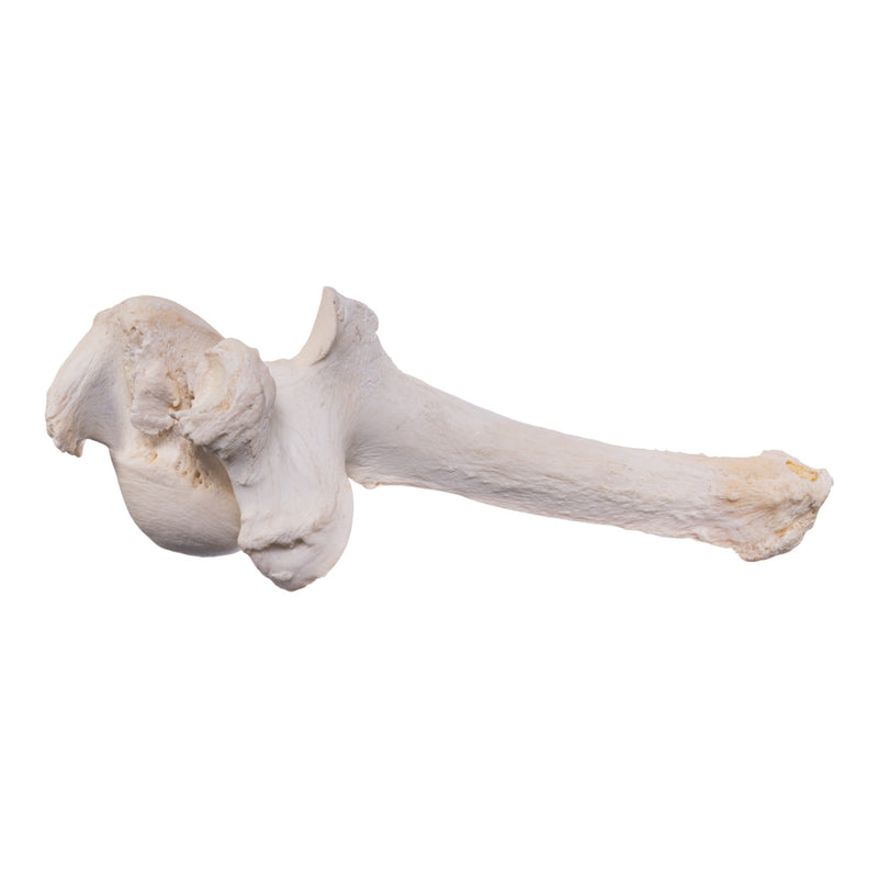 Real Southern Giraffe Vertebrae