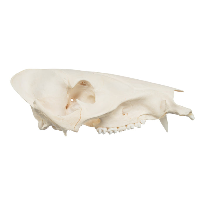 Real Peccary Skull - No Mandible