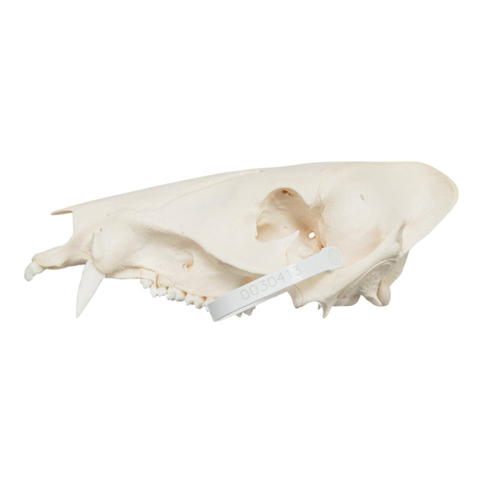 Real Peccary Skull - No Mandible