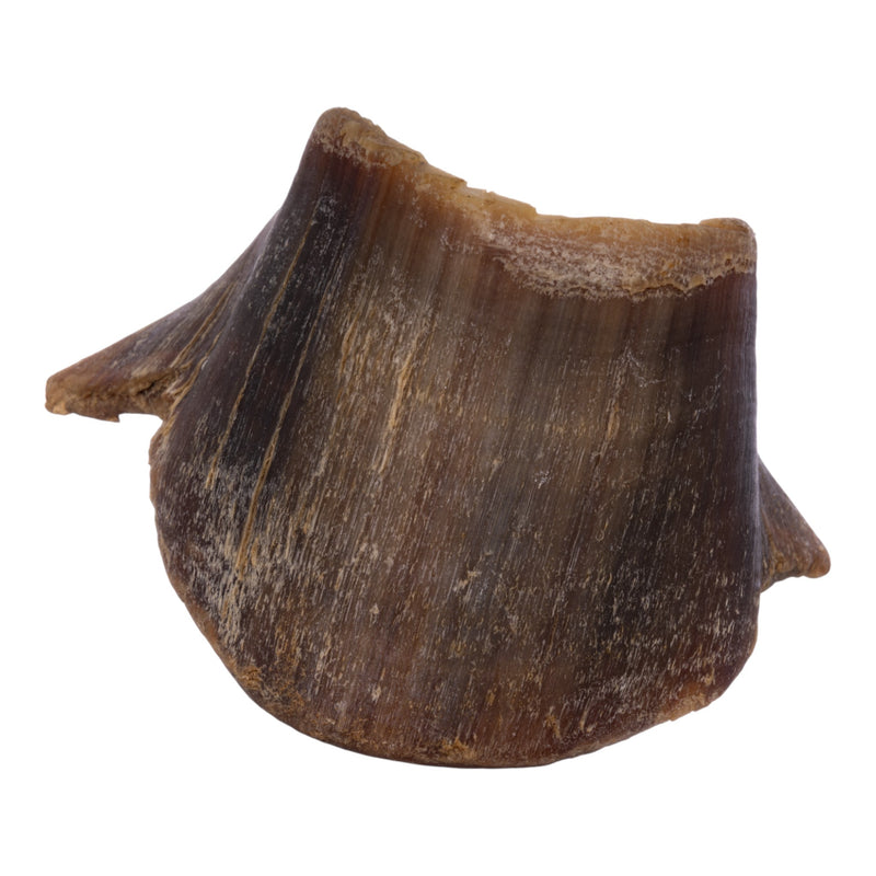 Real Horse Hoof