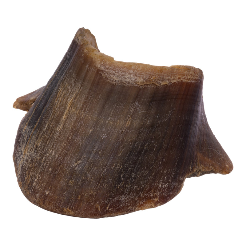 Real Horse Hoof