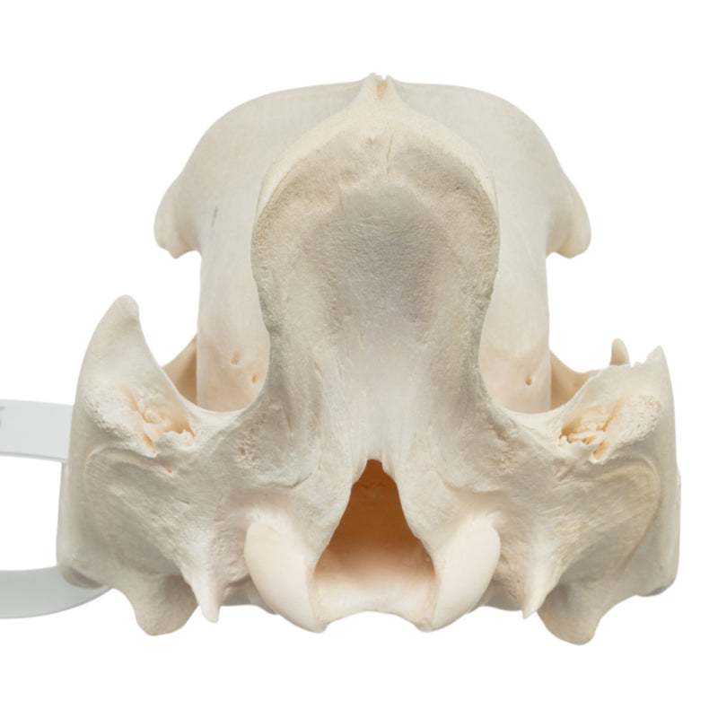 Real Peccary Skull - No Mandible