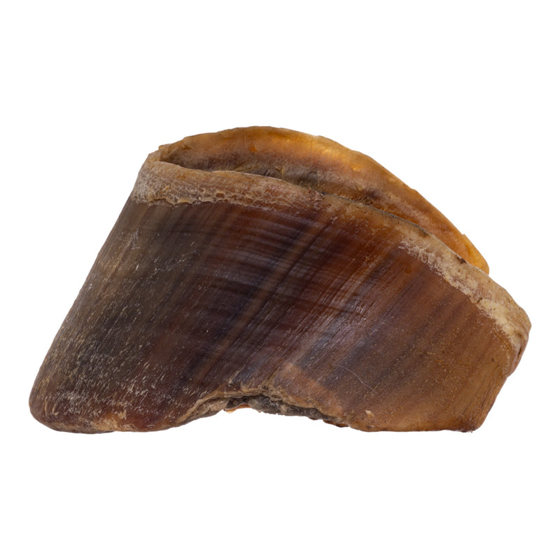 Real Horse Hoof