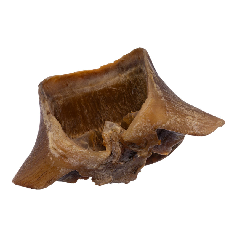 Real Horse Hoof