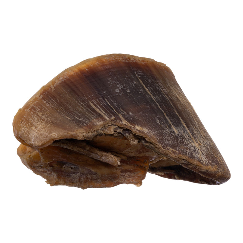 Real Horse Hoof