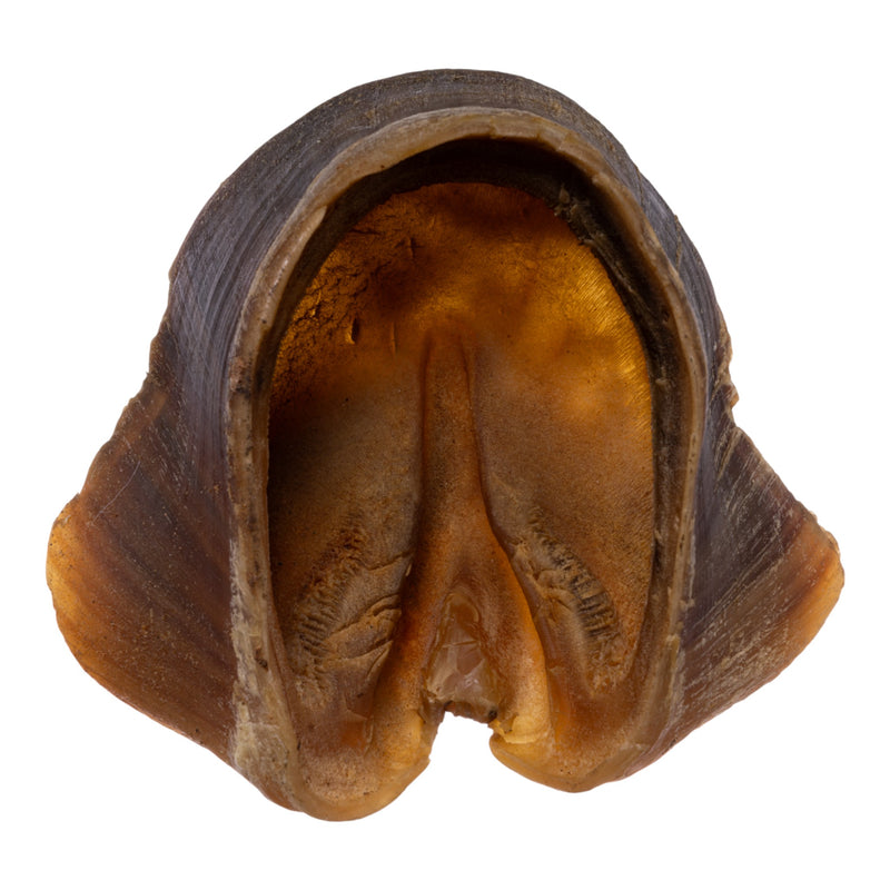 Real Horse Hoof