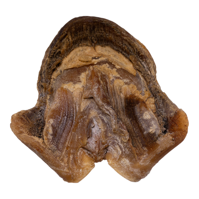 Real Horse Hoof