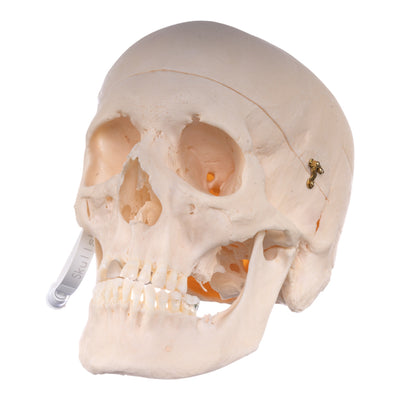 Real Research-Quality Human Skull