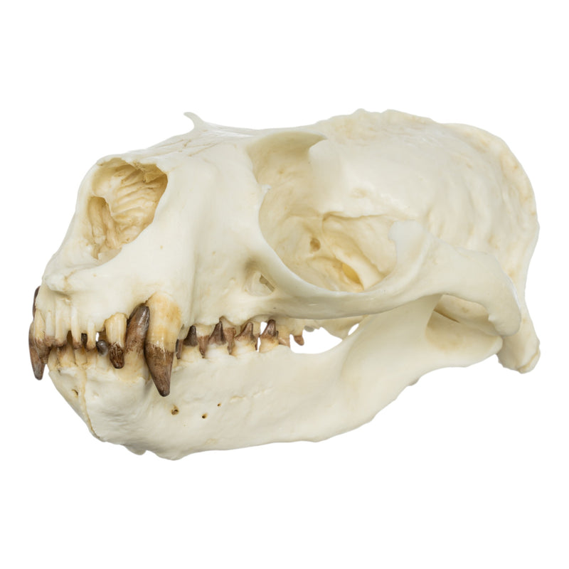 Replica Guadalupe Fur Seal Skull - Male
