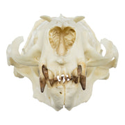 Replica Guadalupe Fur Seal Skull - Male