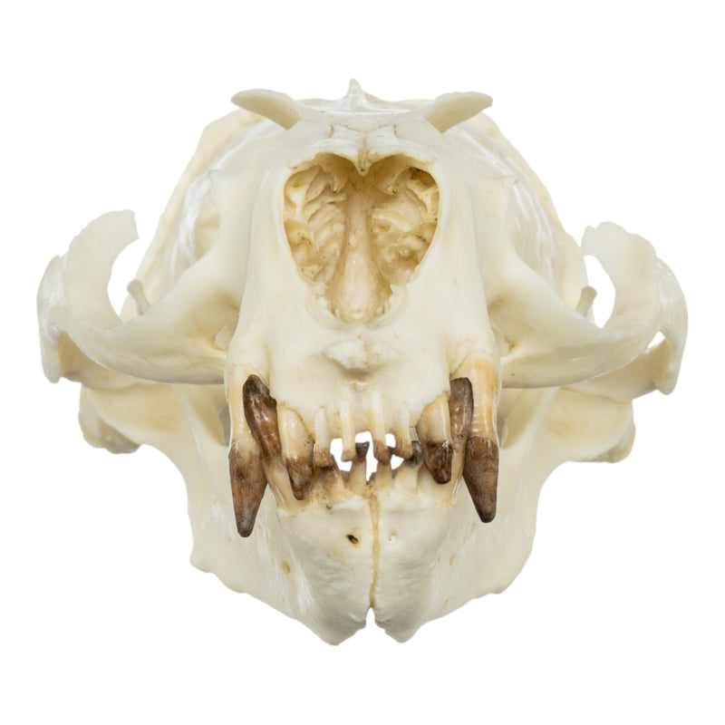 Replica Guadalupe Fur Seal Skull - Male