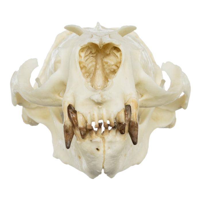 Replica Guadalupe Fur Seal Skull - Male