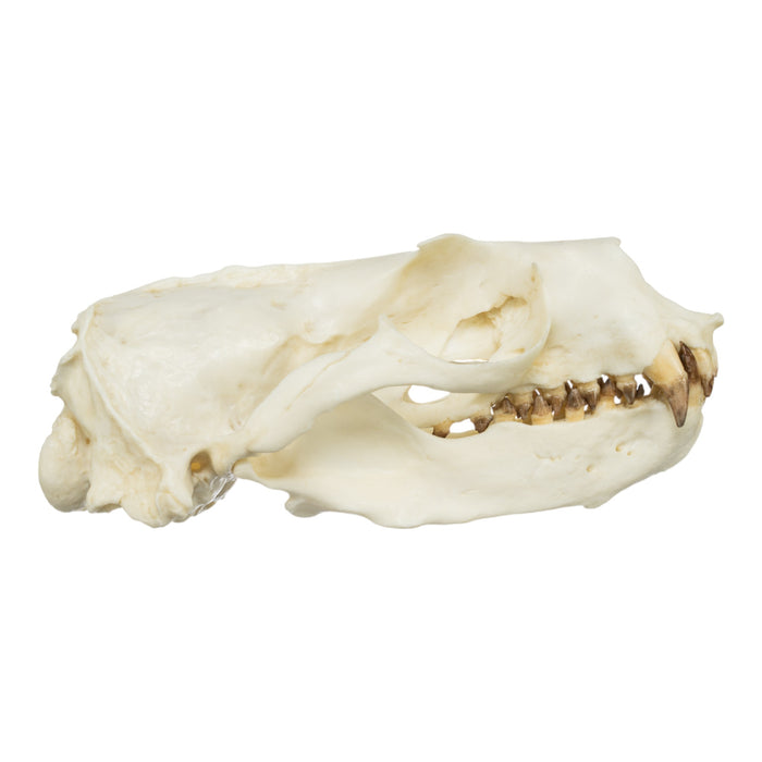 Replica Guadalupe Fur Seal Skull - Male