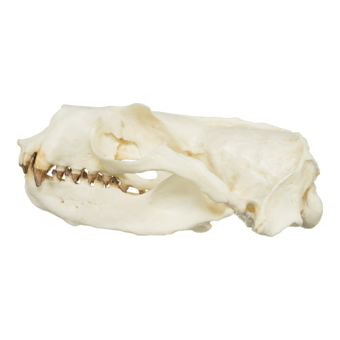 Replica Guadalupe Fur Seal Skull - Male