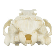 Replica Guadalupe Fur Seal Skull - Male