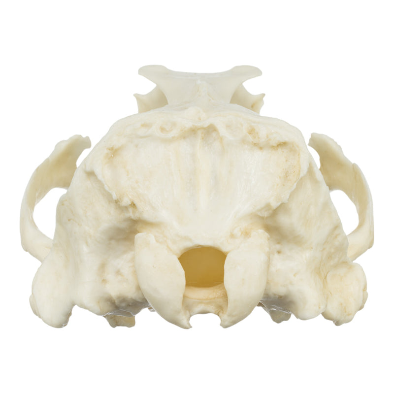 Replica Guadalupe Fur Seal Skull - Male