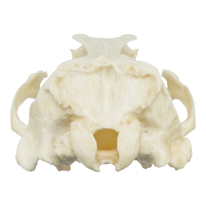 Replica Guadalupe Fur Seal Skull - Male