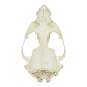 Replica Guadalupe Fur Seal Skull - Male
