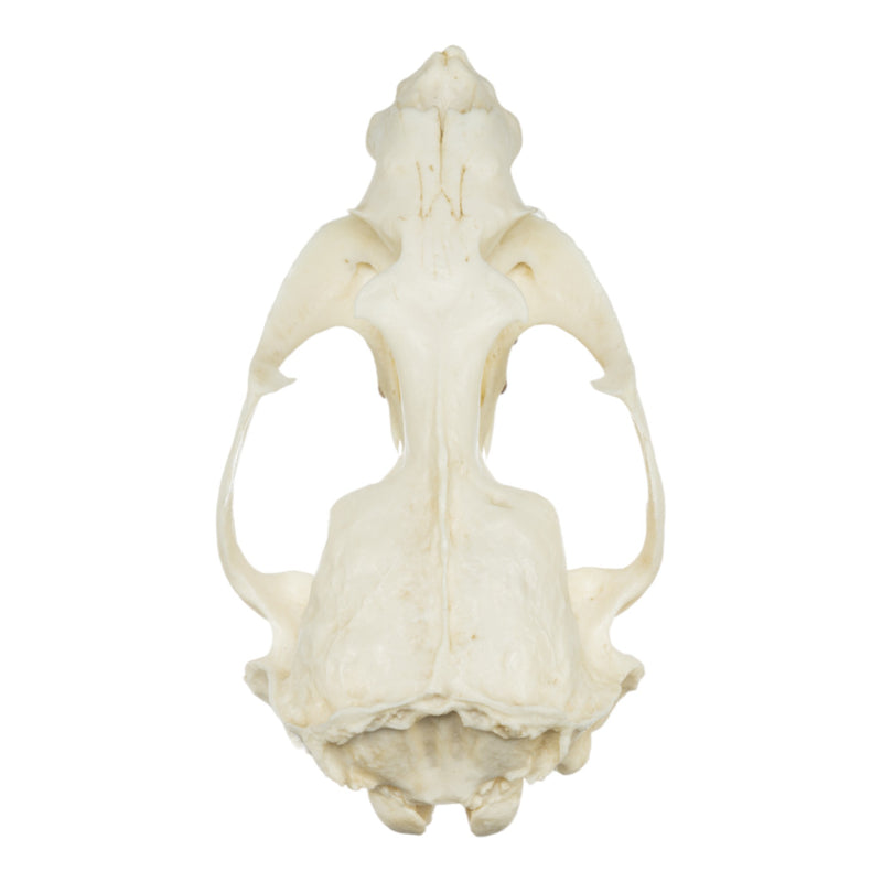 Replica Guadalupe Fur Seal Skull - Male