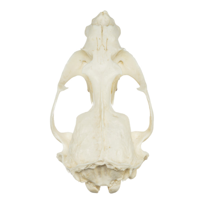 Replica Guadalupe Fur Seal Skull - Male