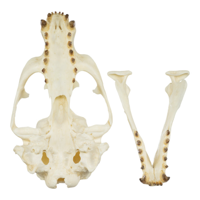 Replica Guadalupe Fur Seal Skull - Male
